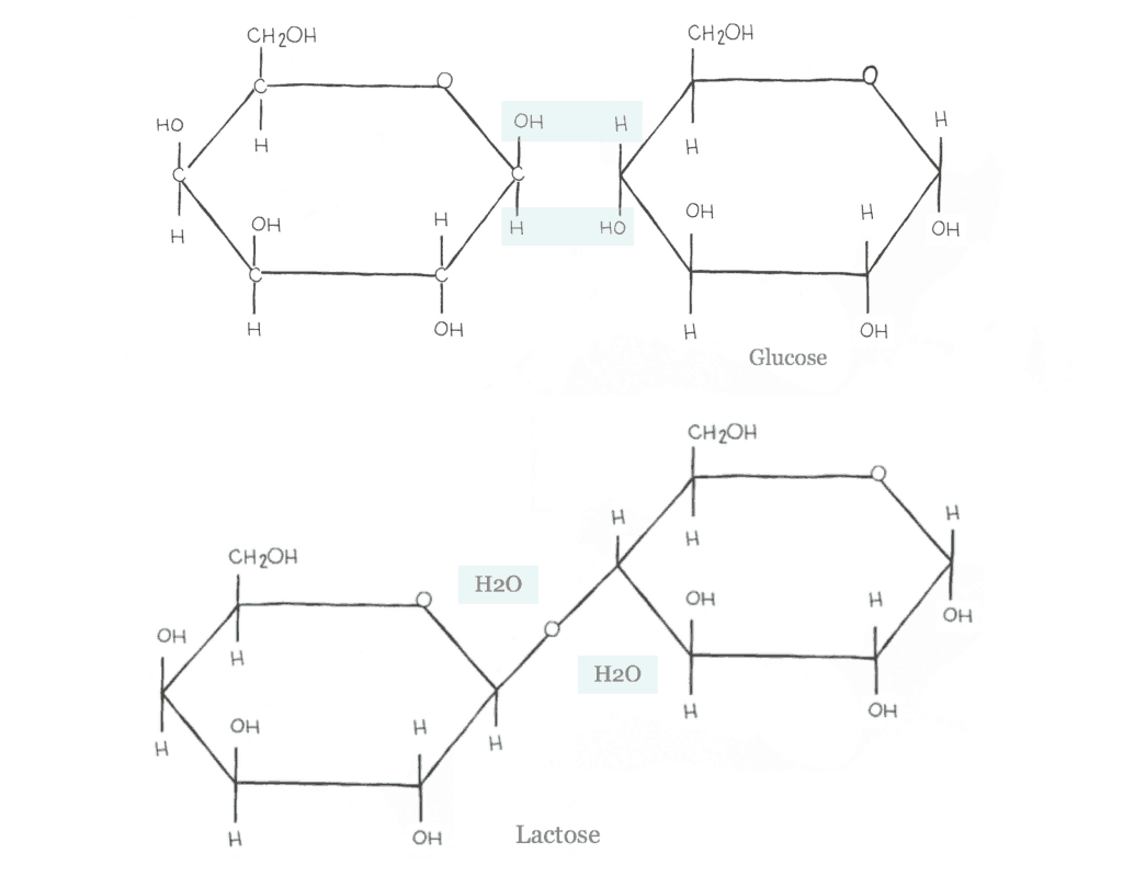 Dehydration Synthesis Diagram