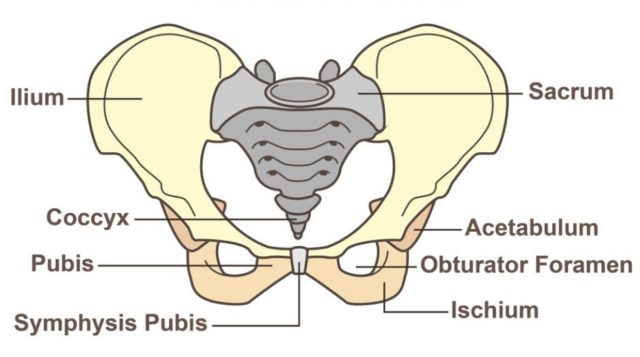 Understanding Pelvic Floor Dysfunction And Ibs The Fodmap Formula